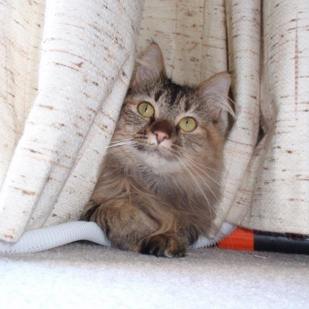 Meet your Posher, Tabbi